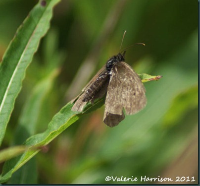 2-Tatty-ringlet