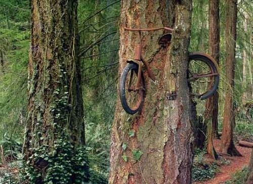 Kelaparan, Pohon-pohon Ini Makan Sepeda, Motor, Bangku, Batu dan Signboards