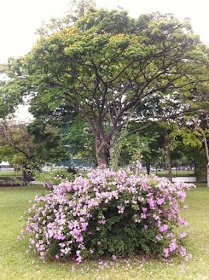 Parque Ibirapuera