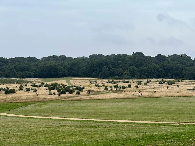 View across grassland with woods in the background