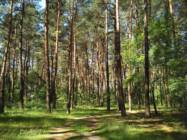 Кульчинский лес и озеро в с. Озерцо  Украина Волынь 2020