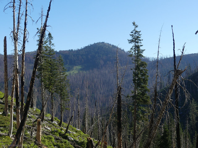 084: green below burned trees