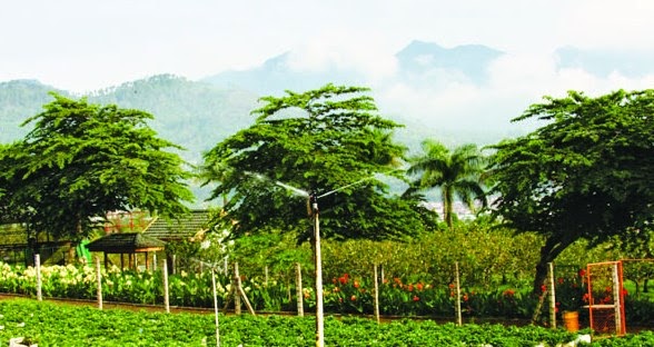 Kebun Buah Kusuma Agrowisata, Malang