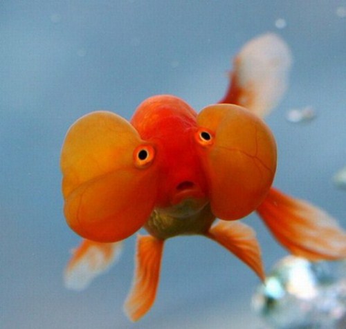 how do goldfish eggs look like. images fancy goldfish eggs