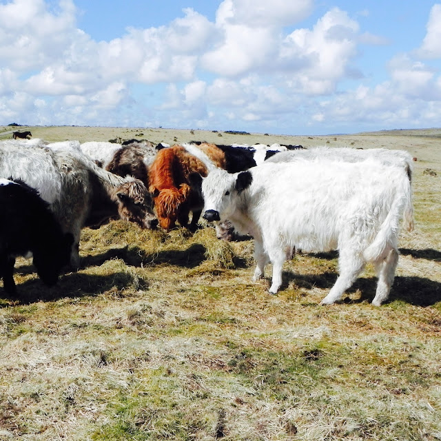 Bodmin Moor Cows