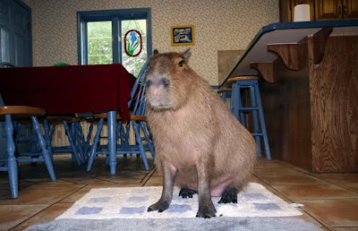 Caplin Rous, World's Most Famous Capybara Seen On www.coolpicturegallery.us