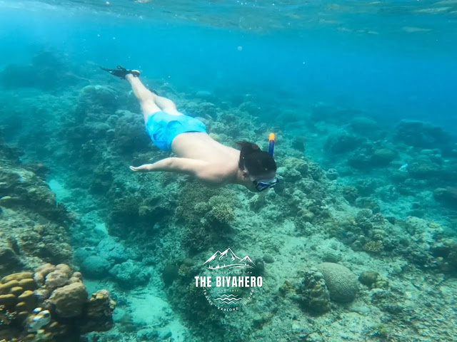 Moalboal Cebu free diving in marine sanctuary