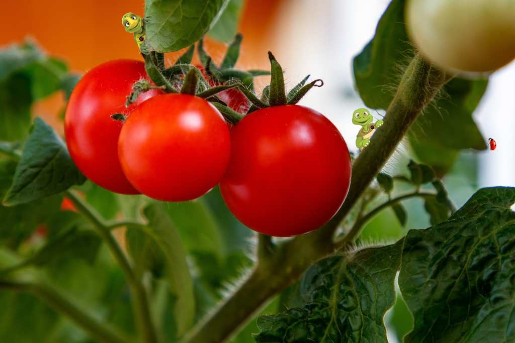 Não é de hoje que boa parte da população tem deixado de lado as horas de descanso em detrimento de tantas atividades diárias. Na correria, muitos ainda combinam noites mal dormidas a uma alimentação nada saudável, o que não só aumenta o risco de desenvolver diversas doenças crônicas, como também derruba os níveis de energia e disposição. O resultado não podia ser diferente: no Brasil e no mundo, parte significativa da população enfrenta uma luta diária contra a fadiga e o cansaço.