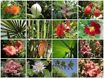 250+ Nama-Nama Tumbuhan Beserta Nama Latinnya [Lengkap]
