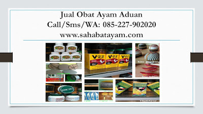 Obat Ayam Habis Adu, Obat Ayam Habis Di Adu, Obat Ayam Habis Diabar, Obat Ayam Habis Kena Jalu, Obat Ayam Habis Lumpuh