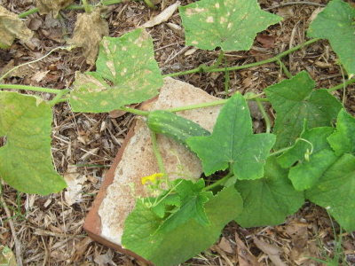 Cucumbers have done very well