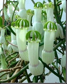 Ceropegia ampullata