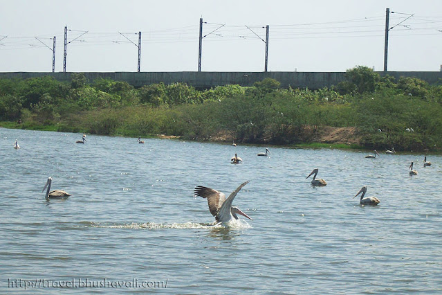 Pelicans Perungudi Lake Birding in Chennai