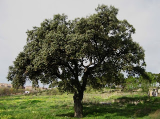 Quercus ilex - encina