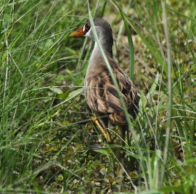 White-browed Crake (Porzana cinerea)