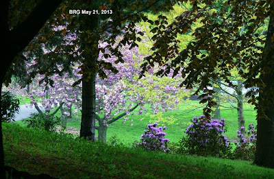 Japanese Cherry trees in bloom, overlooking mauve rhododendrons at BRG.