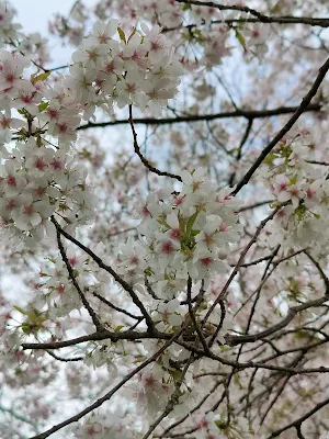 Rosenborg Slotの桜