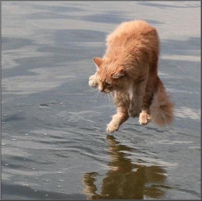 Cat walks along the water.