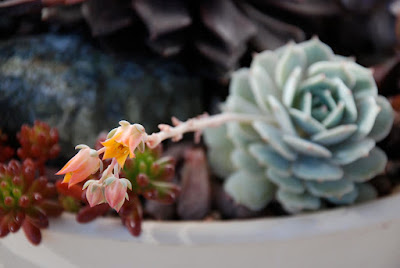 Echeveria Lola care and culture