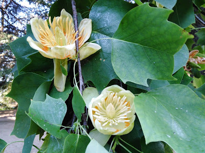 Fioritura Albero dei Tulipani