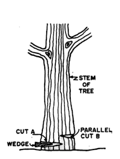 Method of Felling of Trees