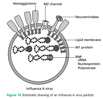 virus corona