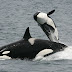 Common name of Orca .