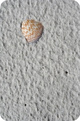 IMG_1886 (Large)