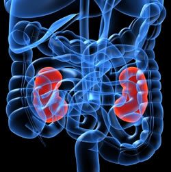 Kidneys can be grown in labs