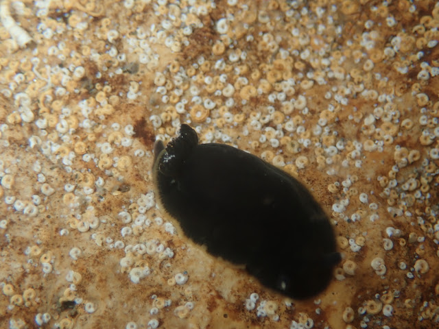 Dendrodoris limbata