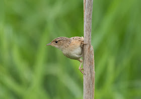 Sedge Wren - Lake Lansing, Michigan, USA