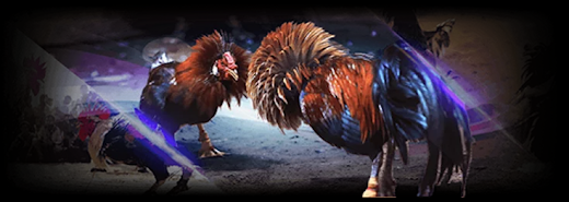 Login Sv388 | Situs Sabung Ayam Live Agen Sv388 Daftar Sv388 Sabung Ayam Pisau