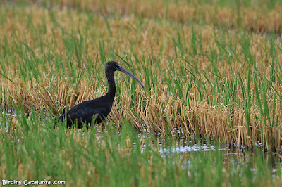 Capó reial (Plegadis falcinellus)