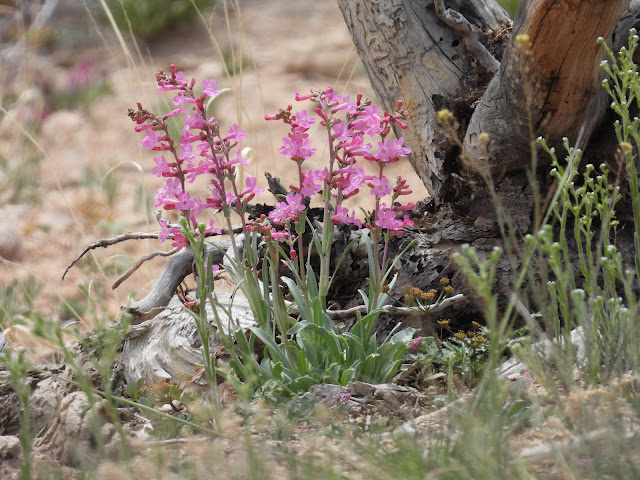 Scenic Byway 12 - Grand Staircase-Escalante National Monument