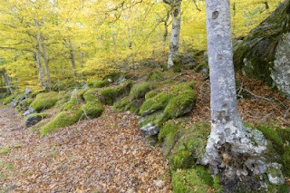 Mocayo Aragón