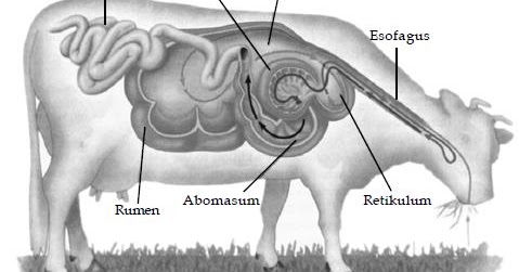 nuttigekennis Sistem  Pencernaan Hewan  Ruminansia