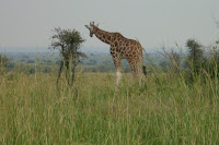 picture of a giraffe in Murchison Falls area
