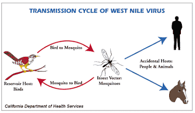 West_ Nile_ Virus1500-1200