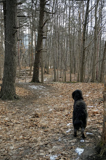 Forest next to the Betty Sutherland Trail Toronto near 401 and York Mills