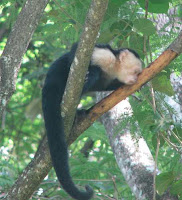 White-faced Capuchin in Costa Rica