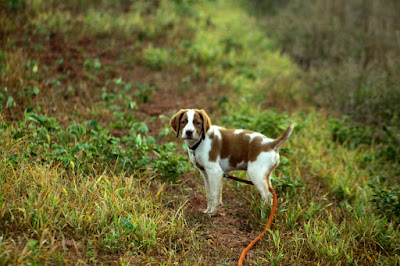 Bird dog pup looking back at me