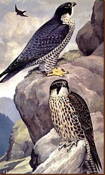 Faucon pèlerin. H.J. Slijper.