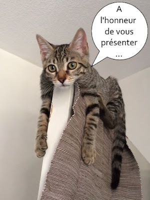 Chaton gris allongé sur une porte.