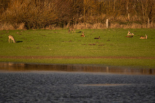 Wildlifefotografie Naturfotografie Lippeaue Olaf Kerber