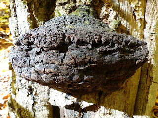 Polypore oblique - Inonotus obliquus - Chaga