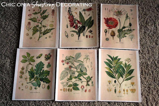 free printable botanicals