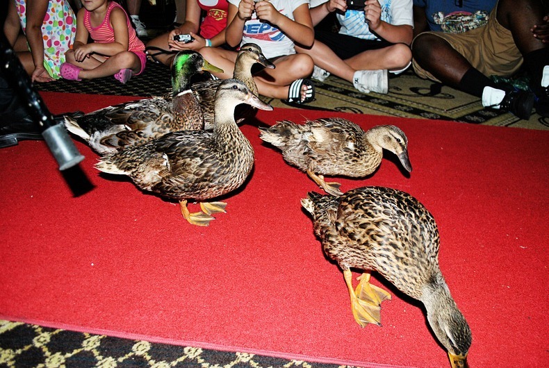 peabody-ducks-3