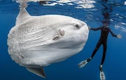 A Torism Object Mola - Mola Fish Nusa Penida Bali 