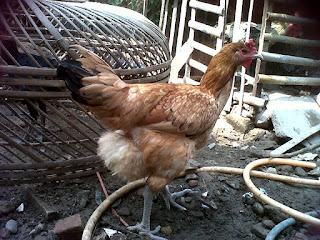 Ayam Pelung - Ahh - Khas Cianjur
