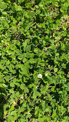 クローバー,　Trifolium repens,　clover, シロツメクサ